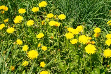 Çayırda sarı karahindibalar yetişir. Baharda çiçekler. Şifalı bitkiler. Etnosbilimi
