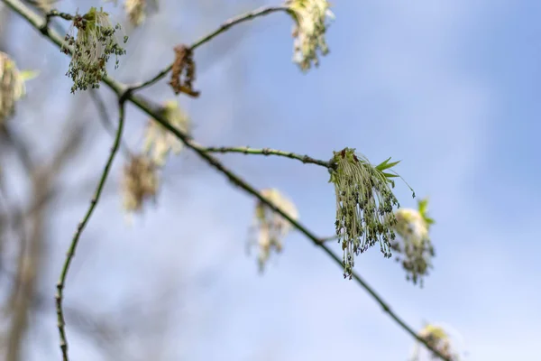 Junger Ahornzweig Frühling Gegen Den Blauen Himmel Jüngere Grüne Blätter — Stockfoto