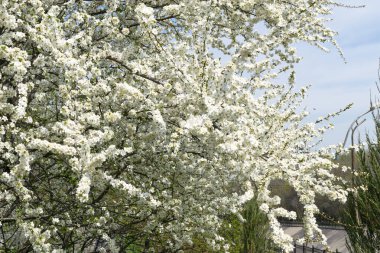 Baharda beyaz çiçeklerle bir ağaç çiçek açar. Bahar çiçekleri. Mavi ahşap bir arka planda bir ağaç dalı