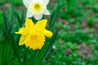 Bahçede sarı ve beyaz nergis yetişiyor. Bahar çiçeği. Süslü bitki