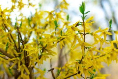 Bahar bahçesinde sarı çiçekli bir çalı yetişiyor. Bahçe için süs bitkisi.