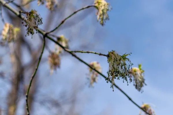 Junger Ahornzweig Frühling Gegen Den Blauen Himmel Jüngere Grüne Blätter — Stockfoto