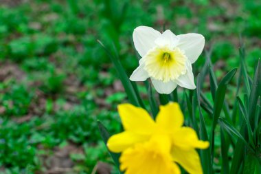 Bahçede sarı ve beyaz nergis yetişiyor. Bahar çiçeği. Süslü bitki