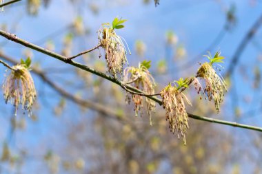 Baharda mavi gökyüzüne karşı akçaağaç dalları. Genç yeşil yapraklar dalda.