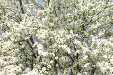 Baharda beyaz çiçeklerle bir ağaç çiçek açar. Bahar çiçekleri. Mavi ahşap bir arka planda bir ağaç dalı
