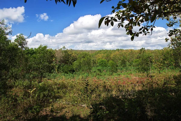 The rubber forest near Yogyakarta city, Java, Indonesia