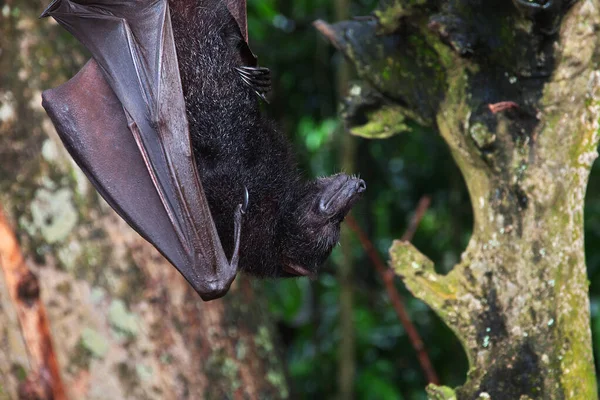 The bat in Monkey Forest, Bali Zoo, Indonesia