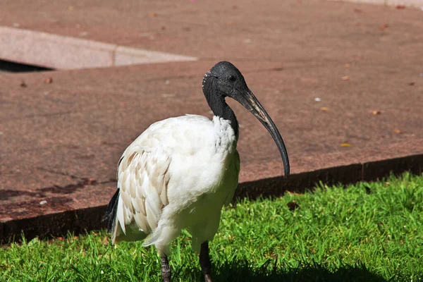 Ibis bird in Hyde-park of Sydney, Australia