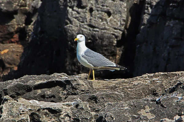 The bird on Sea coast of Atlantic ocean, Portugal