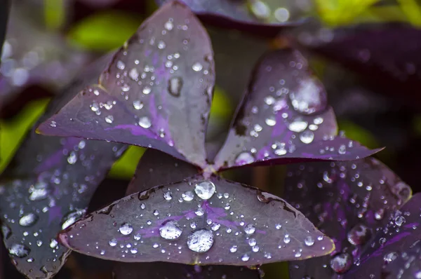 Regentropfen auf einer wunderschönen lila Blume unter einem tropischen Regenguss — Stockfoto