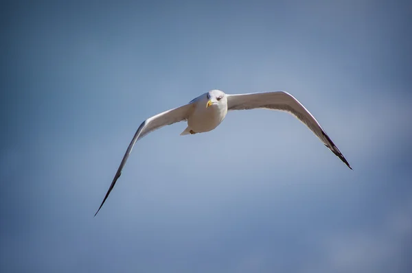 ビーチで青い空を背景に飛ぶ白鴎. — ストック写真