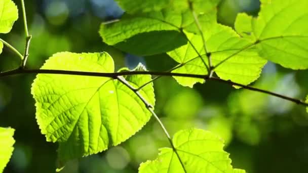 Zonlicht door de bladeren van de lente — Stockvideo