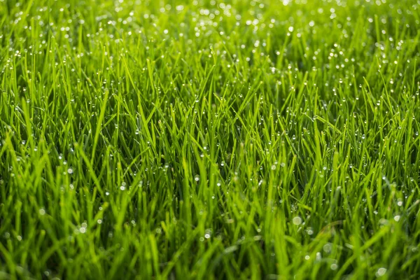 Background of bright green grass with dew drops