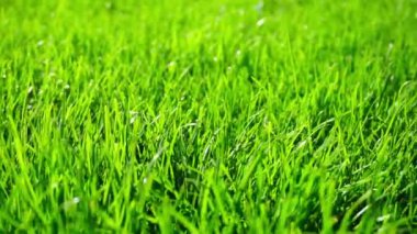 parlak yeşil çimenlerin arkaplanı