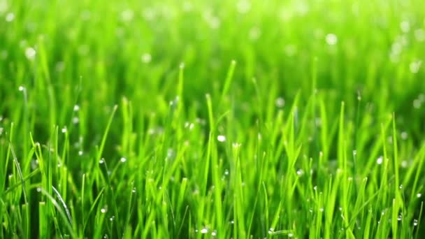 Fond d'herbe vert vif 