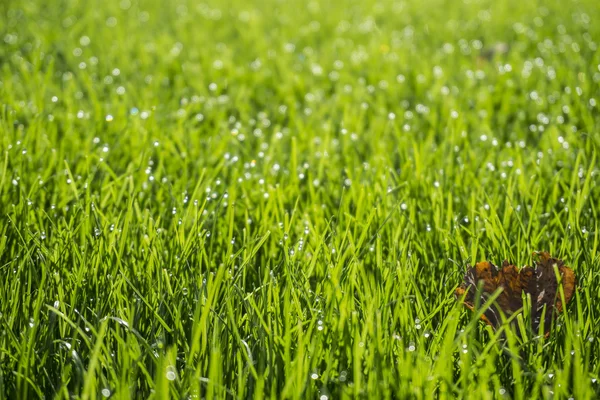 Background of bright green grass with dew drops