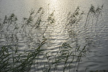 Gölde büyüyen sazlar