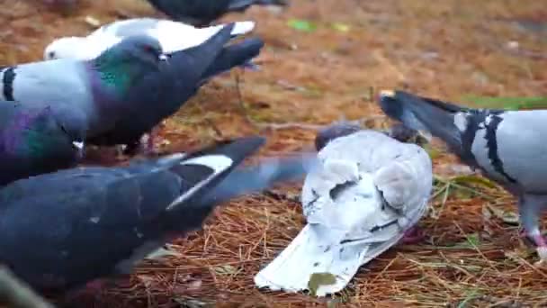 Голубів годують хлібом у хвойному лісі — стокове відео