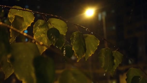 夜背景のビデオ - 街灯と緑の群葉を通って落ちる雪梁します。 — ストック動画
