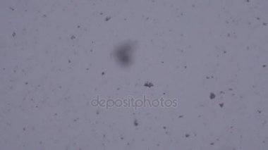 Kar taneleri beyaz gün gökyüzü arka plan üzerinde dans ediyor. Kış zamanı blizzard. Rüzgar yönünü değiştirme