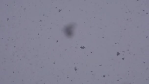 Snowflakes are dancing against white day sky background. Winter time blizzard. Wind change direction — Stock Video