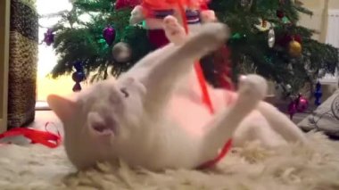 Güzel beyaz kedi Noel ince kırmızı kurdele