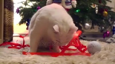 Güzel beyaz kedi Noel ince kırmızı kurdele