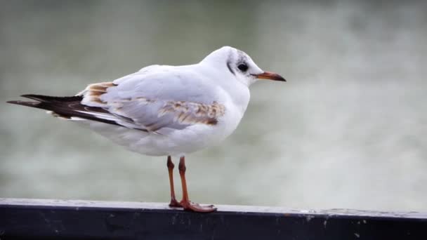 Meeuwen op ijzeren leuning op rivier in bewolkte dag en stadsgezicht achtergrond — Stockvideo