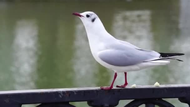 Gull on iron railing on river in cloudy day and big cityscape background. Bird eating bread. — Stock Video