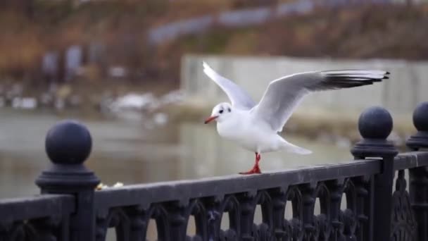 Чайка на железных перилах на реке в облачный день и большой городской пейзаж фоне. Птица ест хлеб . — стоковое видео