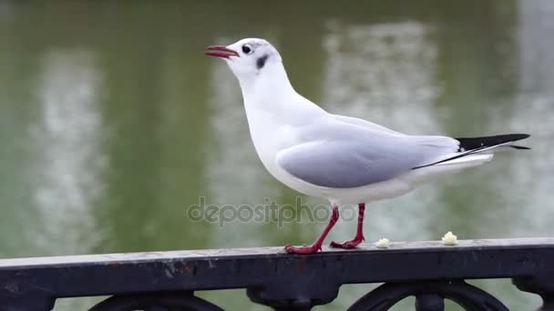 Gabbiano su ringhiera di ferro su fiume in giorno nuvoloso e sfondo di paesaggio urbano grande. Uccello mangiare pane . — Video Stock