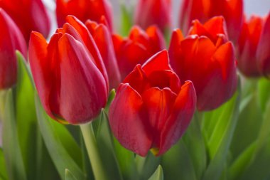 Parktaki bir grup kırmızı lale. Bahar manzarası.