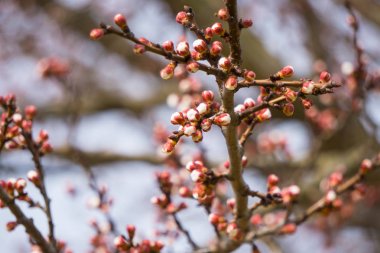 Güzel çiçek açan Japon kirazı, Sakura. Bir bahar günü çiçekli arka plan.