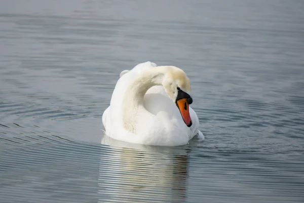 Cisne blanco nada en el agua del lago —  Fotos de Stock