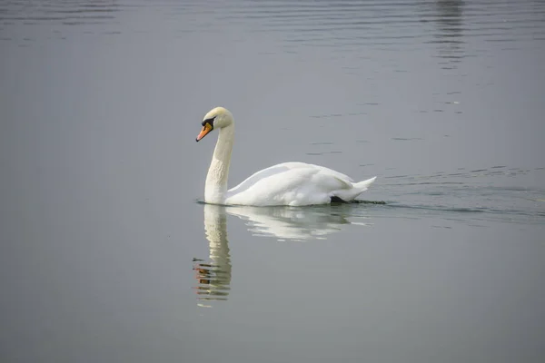 Cisne blanco nada en el agua del lago —  Fotos de Stock