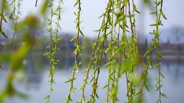 Fräsch ung grön lövverk ljusa solen ljus, nära upp skott. Sjön i bakgrunden — Stockvideo
