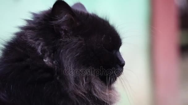 Черный кот близко и солнечный свет — стоковое видео