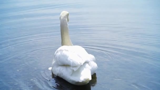 Cygne blanc nage dans l'eau du lac 