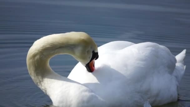 Cisne branco nada na água do lago — Vídeo de Stock