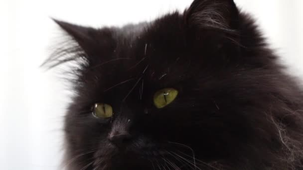 Black cat close up and sunlight — Stock Video