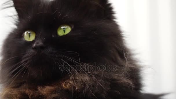 Black cat close up and sunlight — Stock Video