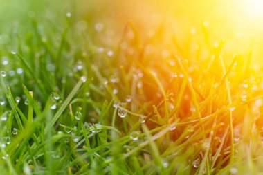 Güneş parlama ile parlak yeşil çimenlerin üzerinde çiy damlaları