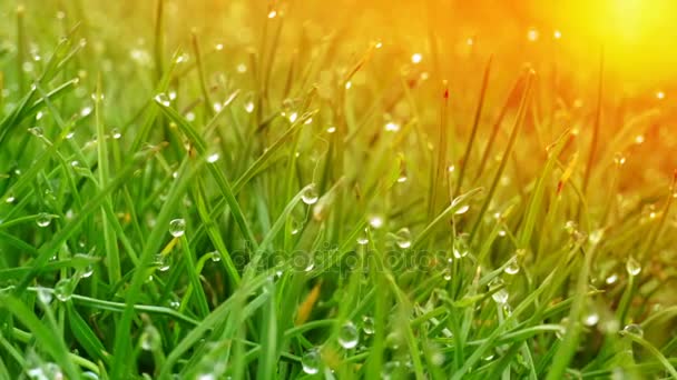 Gouttes de rosée sur herbe vert vif — Video