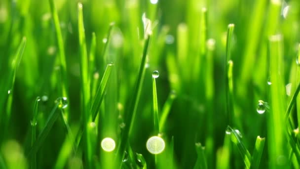 Gouttes de rosée sur l'herbe vert vif avec éruption solaire 