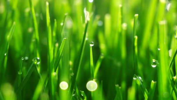 Dew drops on bright green grass with sun flare — Stock Video