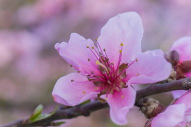 Güzel çiçek açan Japon kirazı Sakura..