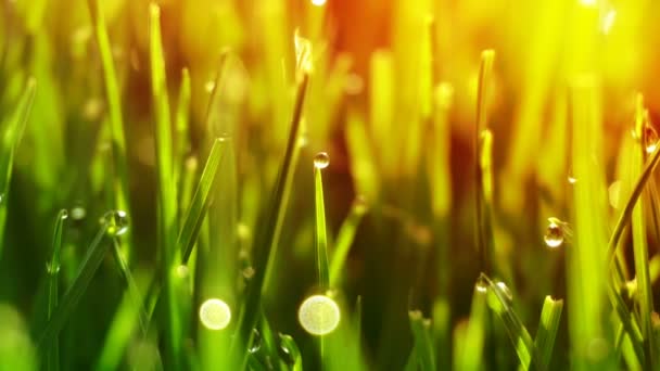 Tautropfen auf hellgrünem Gras mit Sonnenbrand — Stockvideo