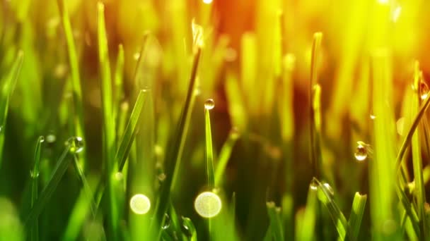 Gouttes de rosée sur l'herbe vert vif avec éruption solaire 