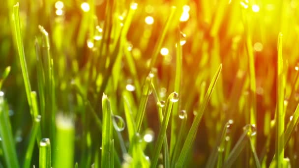 Rocía gotas sobre hierba verde brillante con destello solar — Vídeo de stock