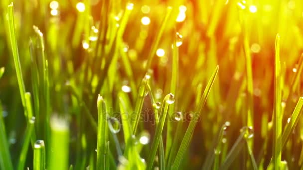 Dauw druppels op helder groen gras met zon flare — Stockvideo